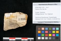 Foto (Objekt + Etikett) von Aspidium filix mas Sw. (NHMW-GEO-2024-0188-11333)